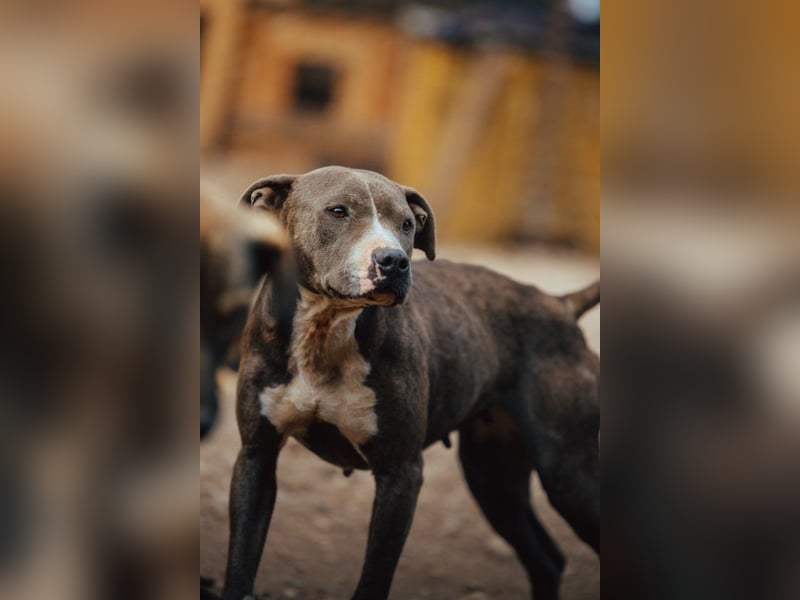 Piti-Mix-Hündin ♥BLUE♥ nur Vermittlung außerhalb der BRD