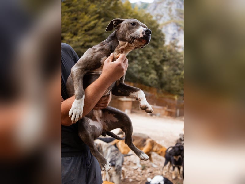 Piti-Mix-Hündin ♥BLUE♥ nur Vermittlung außerhalb der BRD