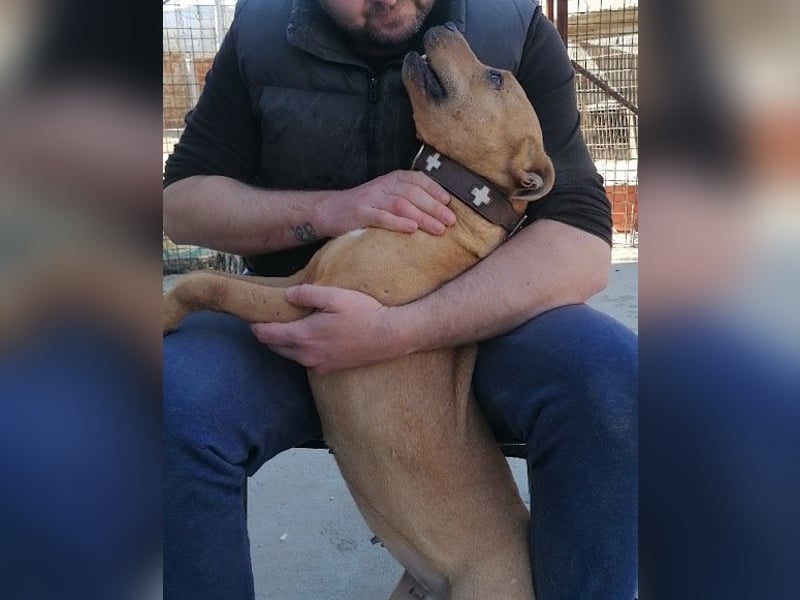 Tolle Piti-Mix-Lady ♥ LIV ♥ Vermittlung leider nur außerhalb der BRD