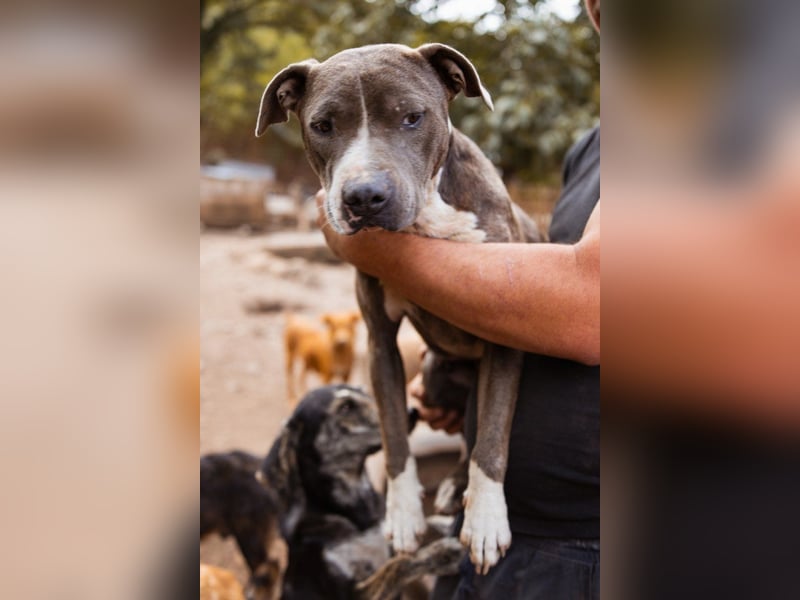Piti-Mix-Hündin ♥BLUE♥ nur Vermittlung außerhalb der BRD