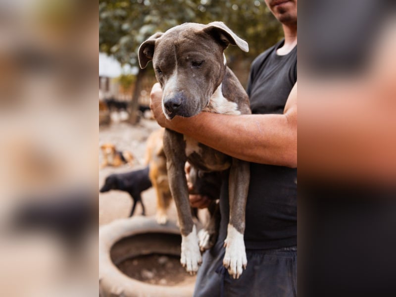 Piti-Mix-Hündin ♥BLUE♥ nur Vermittlung außerhalb der BRD