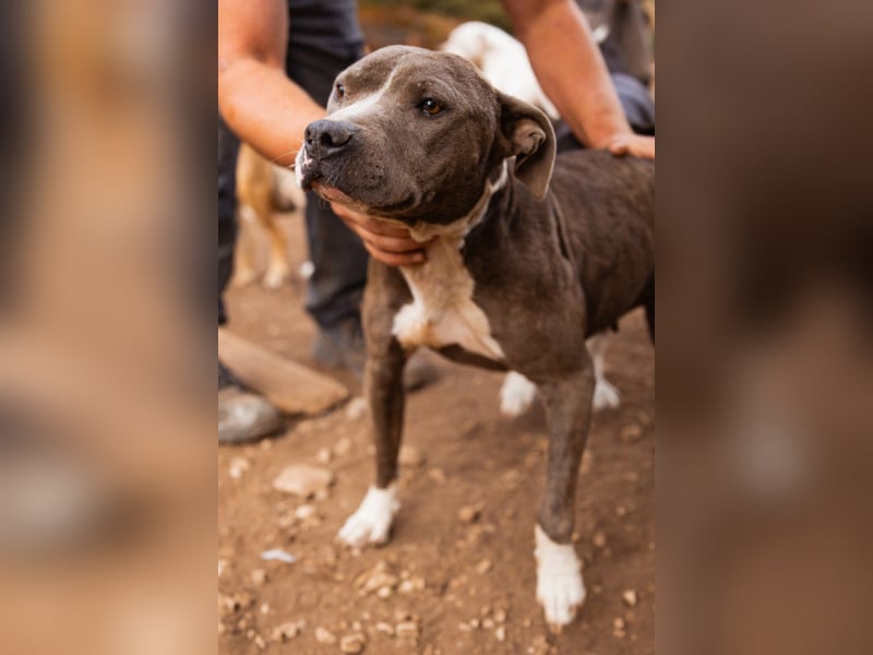 Piti-Mix-Hündin ♥BLUE♥ nur Vermittlung außerhalb der BRD