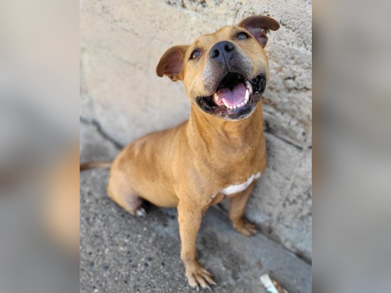 Piti-Mix-Mädchen ♥ Liv ♥ Vermittlung zB CH-A-NL-B sucht endlich Liebe & Schutz