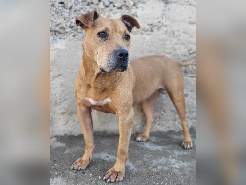 Tolle Piti-Mix-Lady ♥ LIV ♥ Vermittlung leider nur außerhalb der BRD