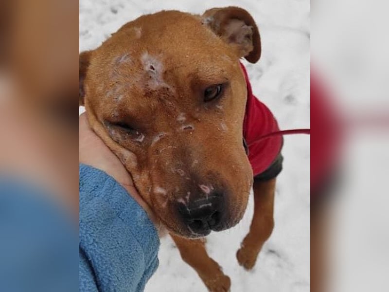 Piti-Mix-Mädchen ♥ Liv ♥ Vermittlung z.B.: CH-A-NL-B