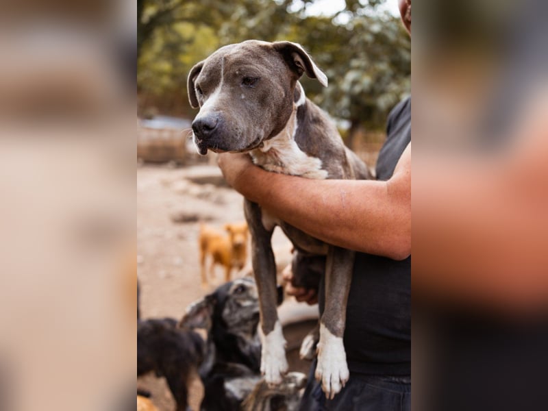 Piti-Mix-Hündin ♥BLUE♥ nur Vermittlung außerhalb der BRD