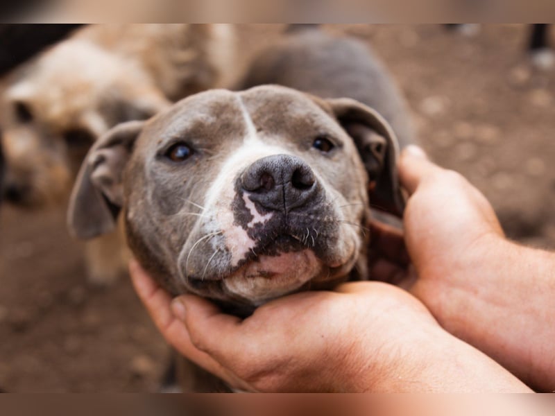 Piti-Mix-Hündin ♥BLUE♥ nur Vermittlung außerhalb der BRD
