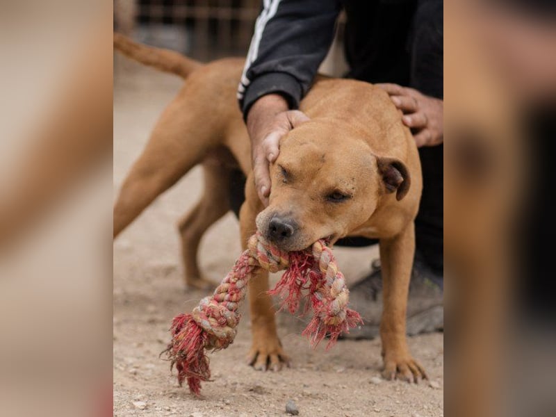 Tolle Piti-Mix-Lady ♥ LIV ♥ Vermittlung leider nur außerhalb der BRD