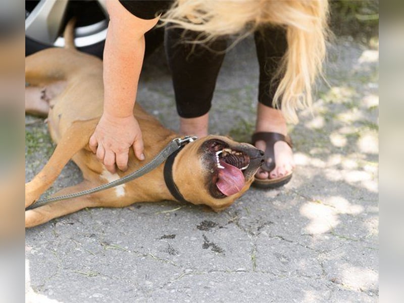 Piti-Mix-Mädchen ♥ Liv ♥ Vermittlung zB CH-A-NL-B sucht endlich Liebe & Schutz