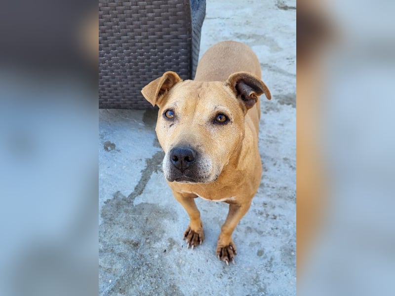 Tolle Piti-Mix-Lady ♥LIV♥ Vermittlung nur außerhalb der BRD