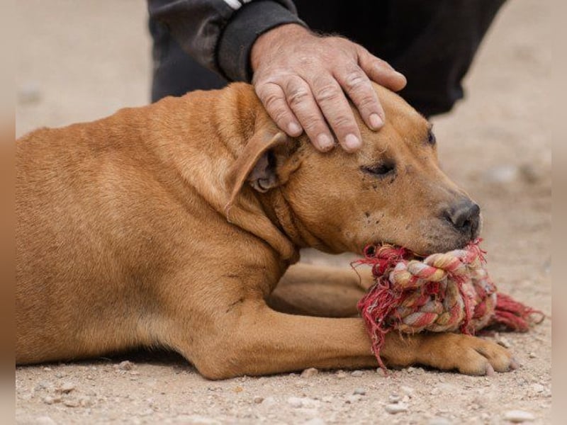 Piti-Mix-Mädchen ♥ Liv ♥ Vermittlung zB CH-A-NL-B sucht endlich Liebe & Schutz