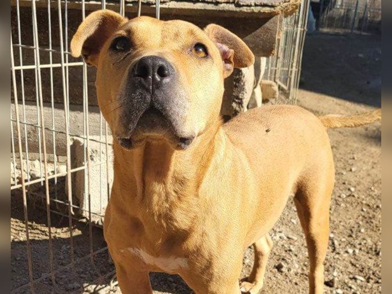 Tolle Piti-Mix-Lady ♥ LIV ♥ Vermittlung leider nur außerhalb der BRD