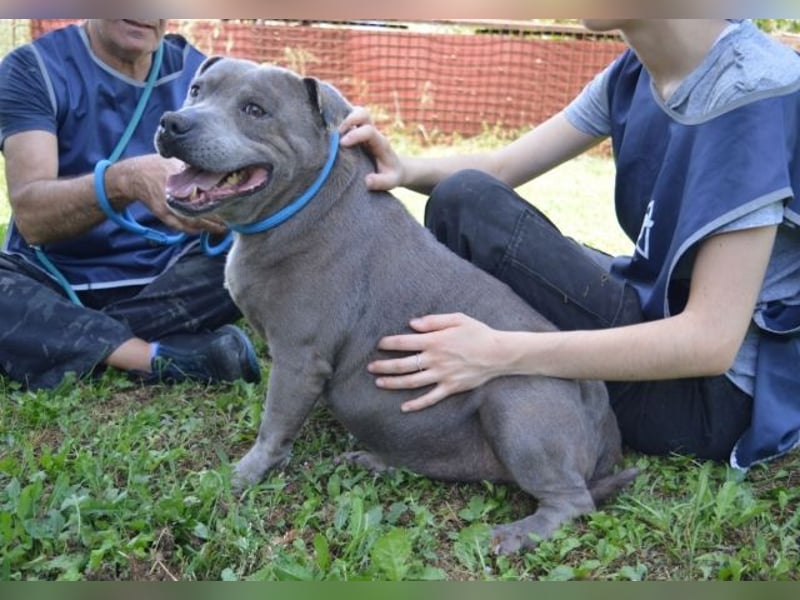 Bombolotto - Verliere bitte nicht die Hoffnung