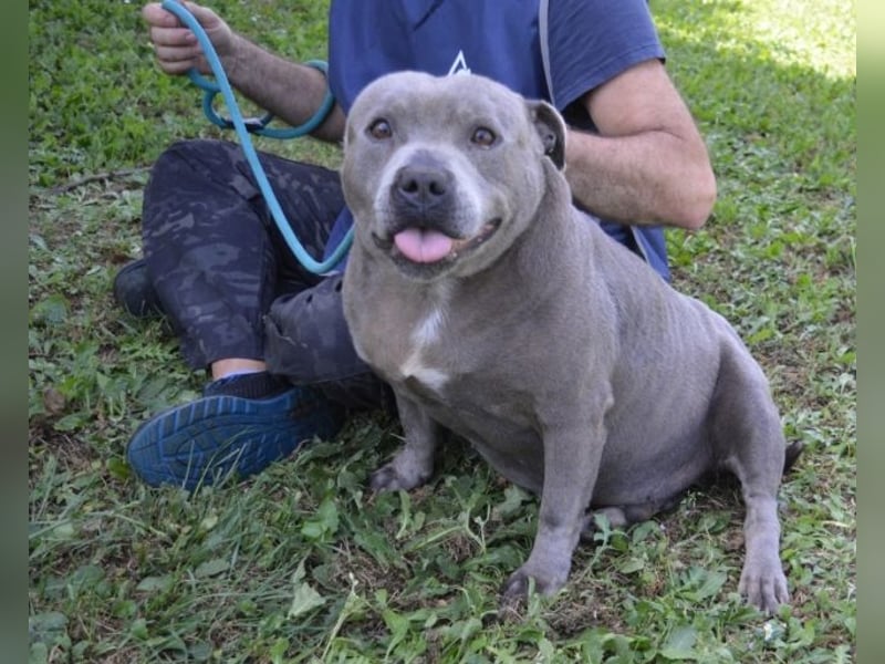 Bombolotto - Verliere bitte nicht die Hoffnung