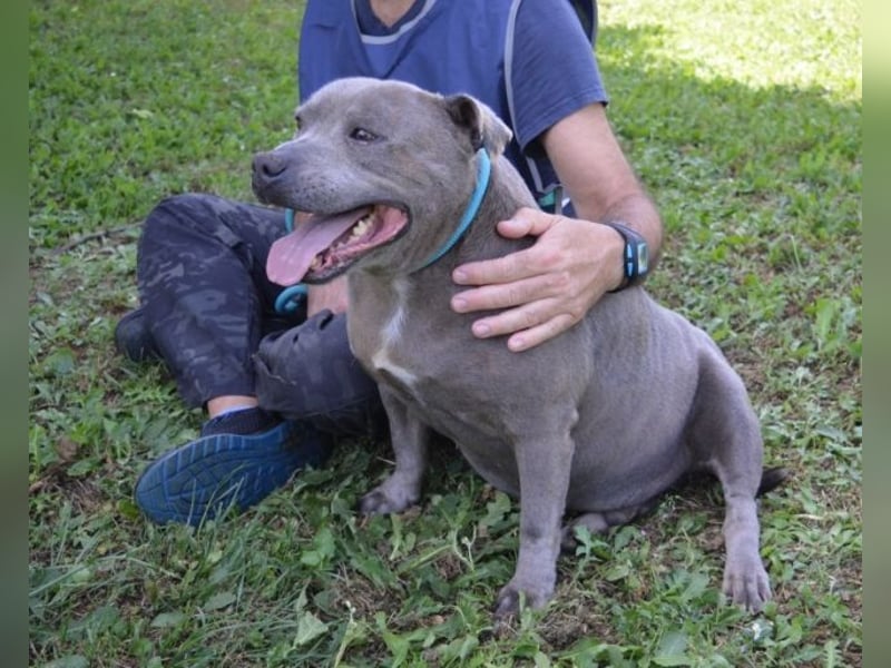 Bombolotto - Verliere bitte nicht die Hoffnung