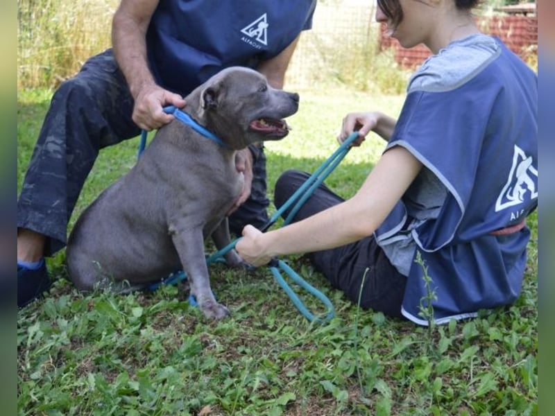 Bombolotto - Verliere bitte nicht die Hoffnung
