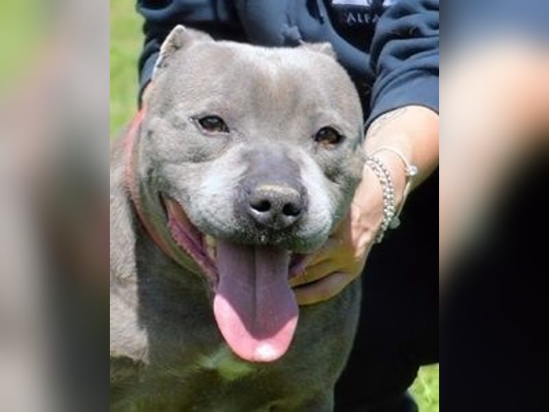 Bombolotto - Verliere bitte nicht die Hoffnung