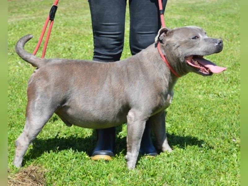 Bombolotto - Verliere bitte nicht die Hoffnung