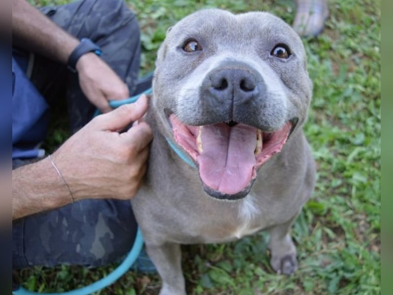 Bombolotto - Verliere bitte nicht die Hoffnung