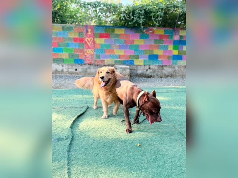Otto (3) unsere sanfteste Seele