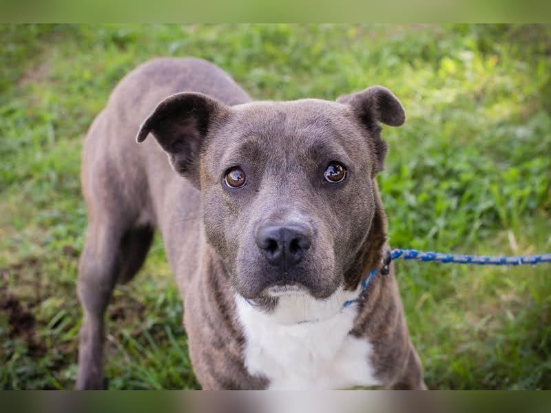 BLU - wer zeigt der hübschen Hündin wie schön ein Hundeleben sein kann?