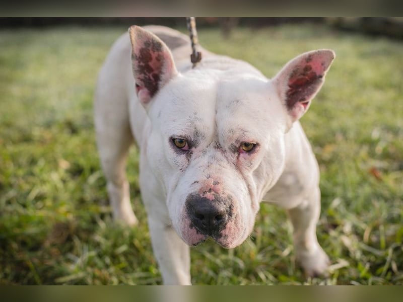ARIAN - ich suche ein liebevolles, hundeerfahrenes Für-Immer Zuhause!