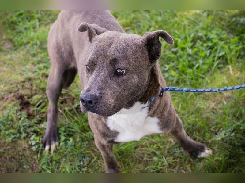 BLU - wer zeigt der hübschen Hündin wie schön ein Hundeleben sein kann?