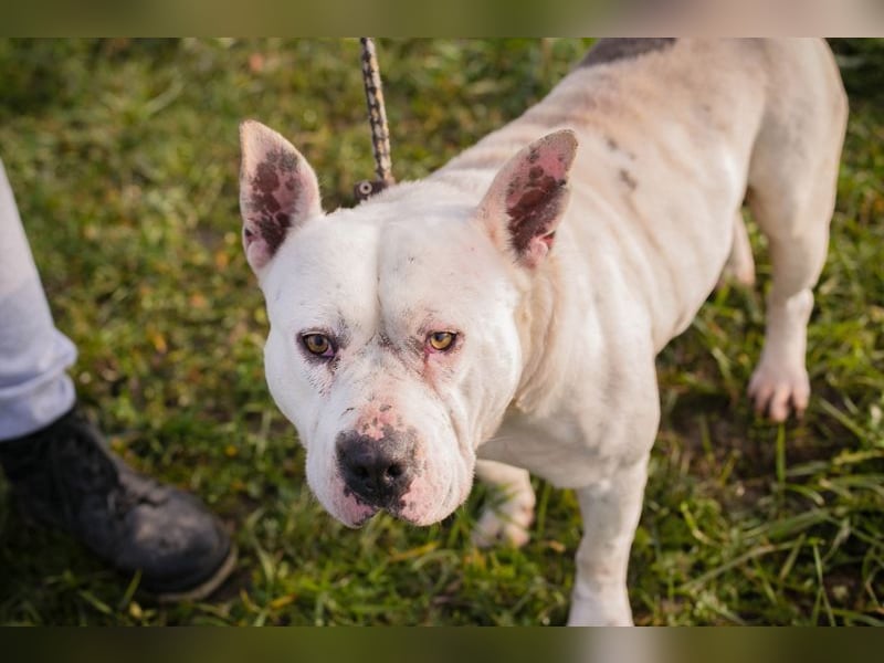 ARIAN - ich suche ein liebevolles, hundeerfahrenes Für-Immer Zuhause!