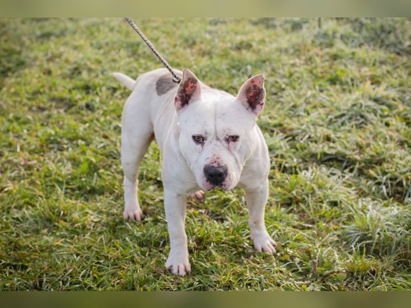 ARIAN - ich suche ein liebevolles, hundeerfahrenes Für-Immer Zuhause!