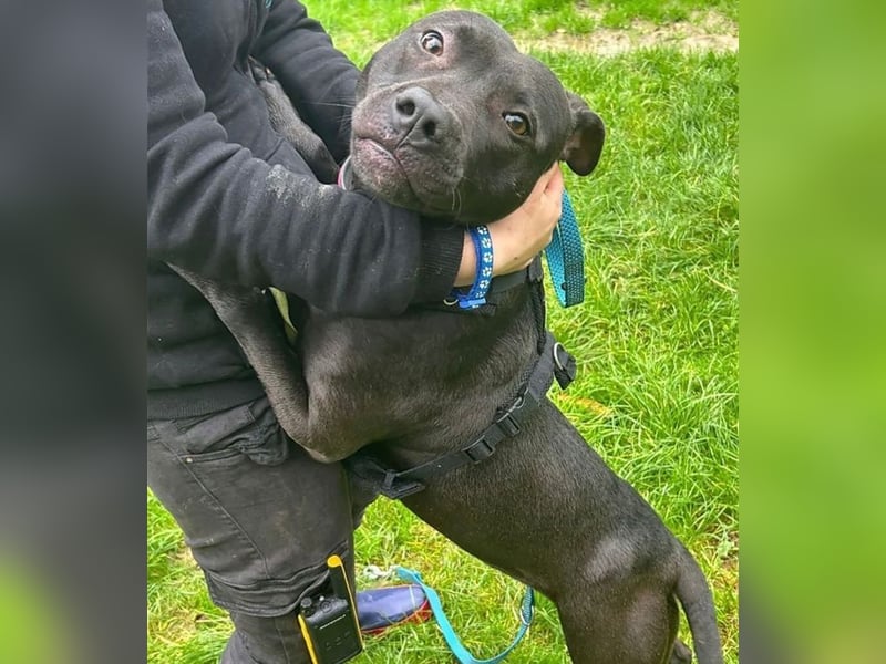 Ms CHOCOLATE - ich wünsche mir Menschen, die mich mit Herz und Konsequenz an die Pfote nehmen!