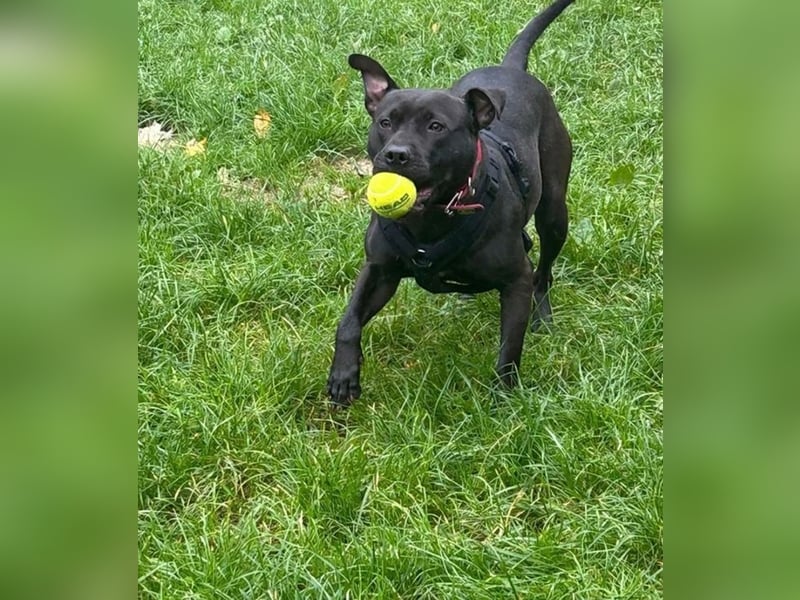 Ms CHOCOLATE - ich wünsche mir Menschen, die mich mit Herz und Konsequenz an die Pfote nehmen!