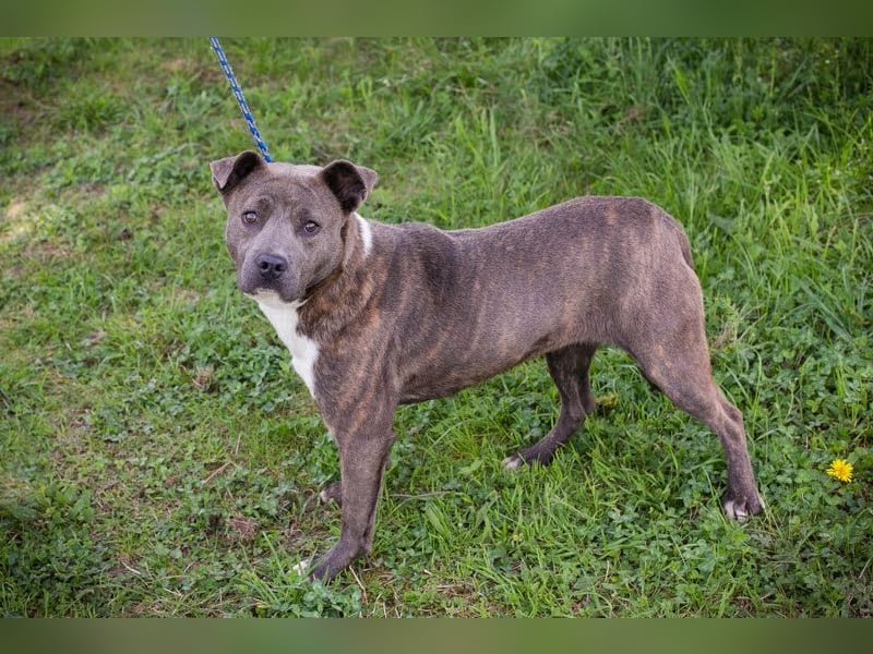 BLU - wer zeigt der hübschen Hündin wie schön ein Hundeleben sein kann?