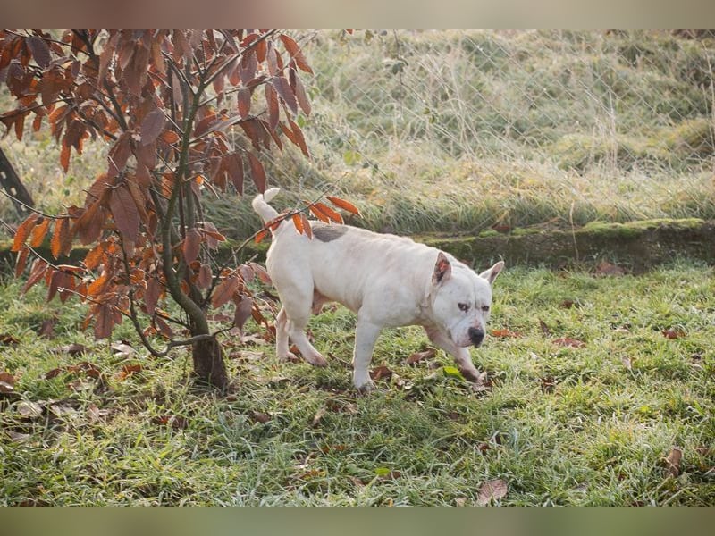 ARIAN - ich suche ein liebevolles, hundeerfahrenes Für-Immer Zuhause!