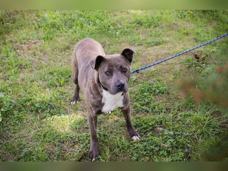 BLU - wer zeigt der hübschen Hündin wie schön ein Hundeleben sein kann?