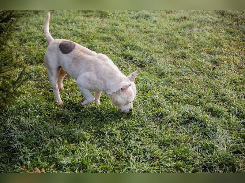 ARIAN - ich suche ein liebevolles, hundeerfahrenes Für-Immer Zuhause!