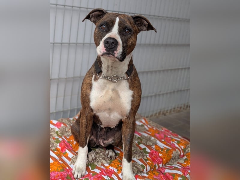 Pitbull Mischlingshündin Jay Jay