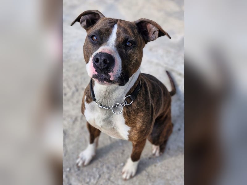 Pitbull Mischlingshündin Jay Jay
