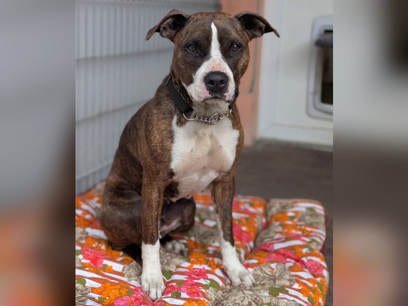 Pitbull Mischlingshündin Jay Jay