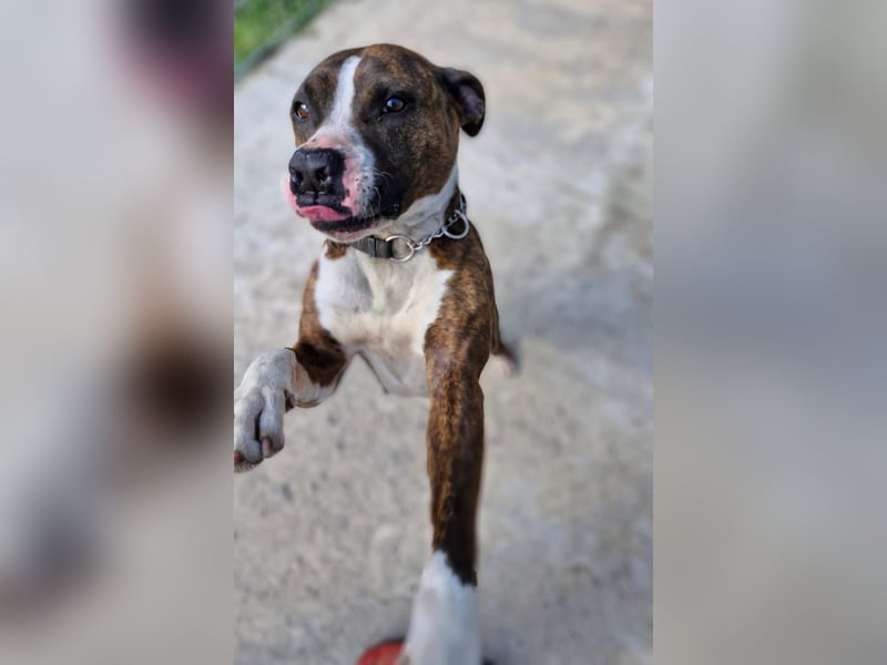 Pitbull Mischlingshündin Jay Jay