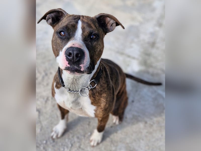 Pitbull Mischlingshündin Jay Jay