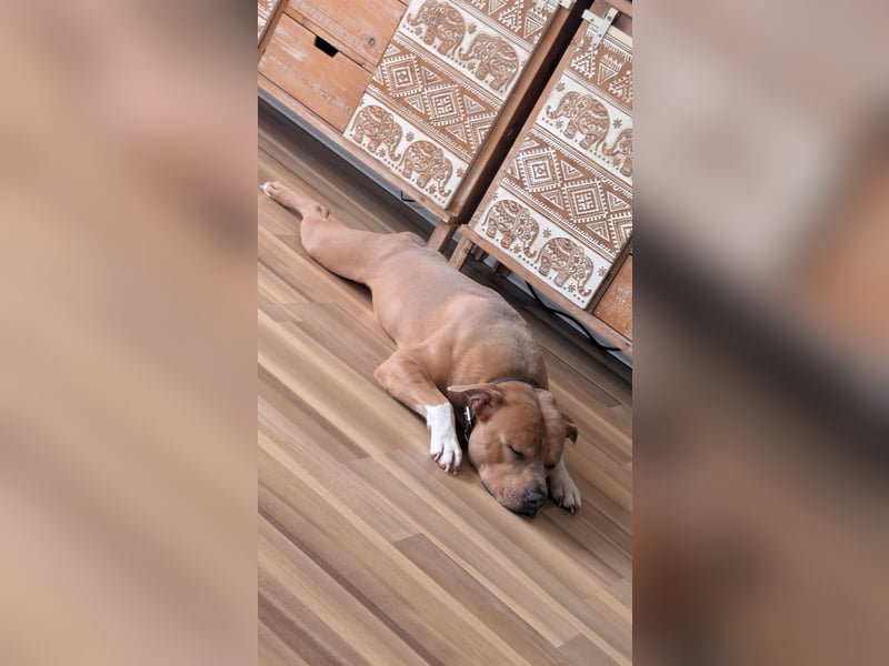 Liebevolles Zuhause für American Pitbull x American Bulldog Mischling gesucht