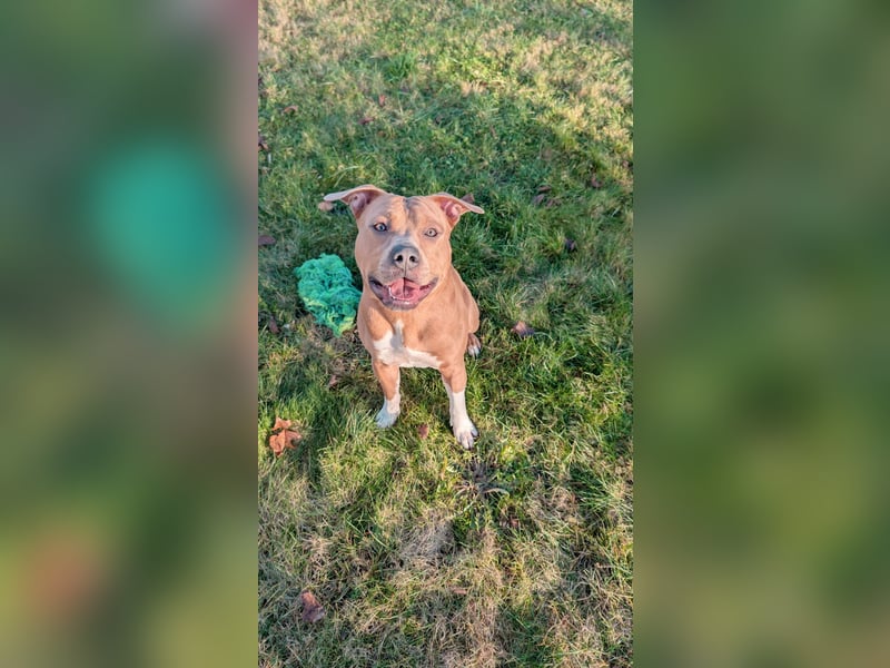 Liebevolles Zuhause für American Pitbull x American Bulldog Mischling gesucht