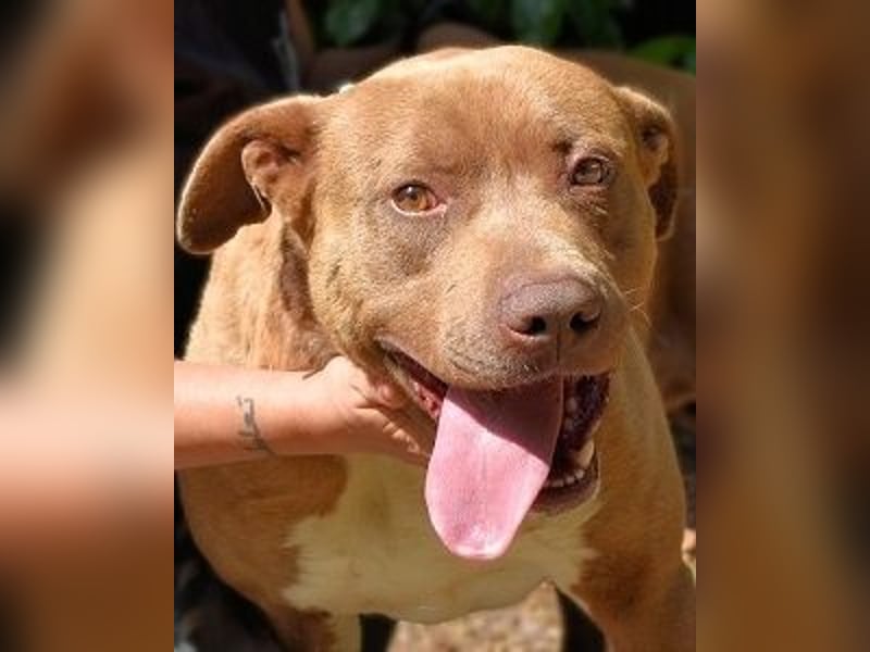 Brack - Wunderschön und kräftig