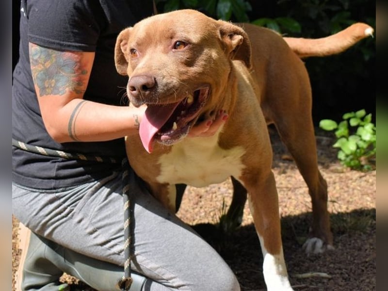 Brack - Wunderschön und kräftig