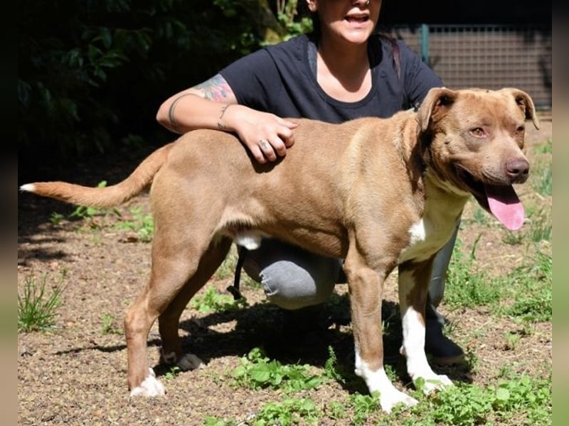 Brack - Wunderschön und kräftig