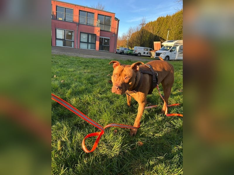 SKADI - die hübsche, fröhliche und menschenbezogene  Hündin sucht ein tolles Für-Immer Zuhause!