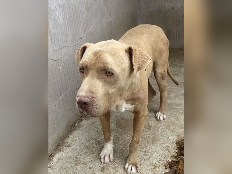 Bruno - menschenbezogen und neugierig