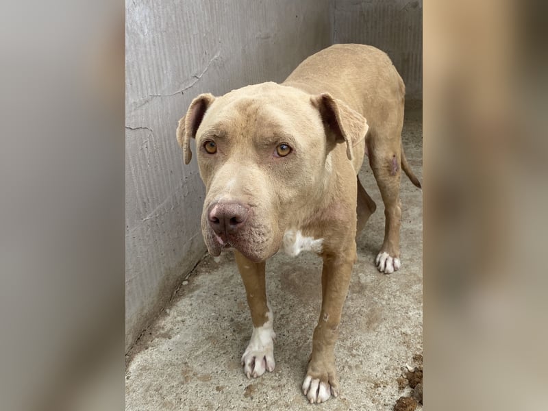 Bruno - menschenbezogen und neugierig