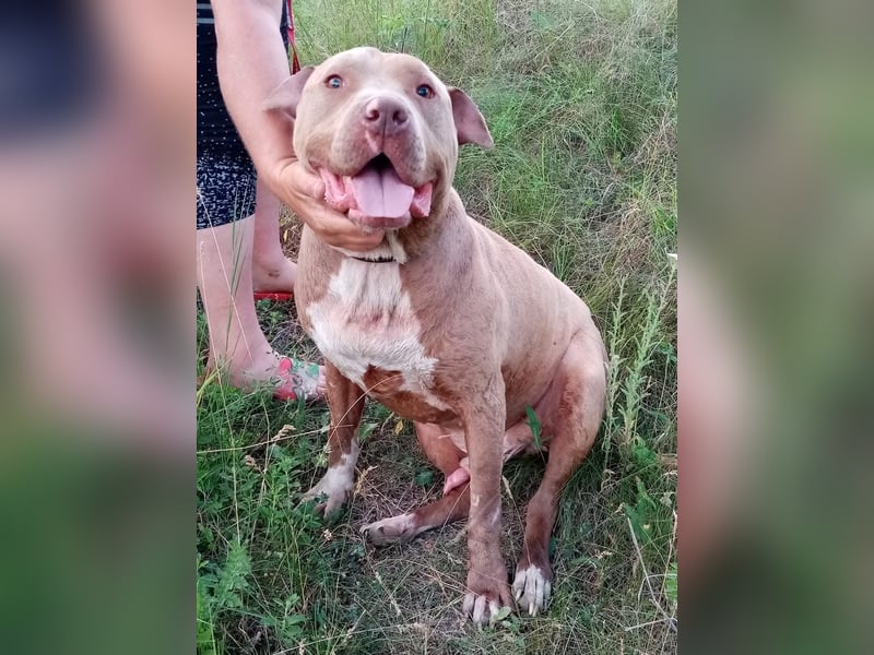 Bruno - menschenbezogen und neugierig