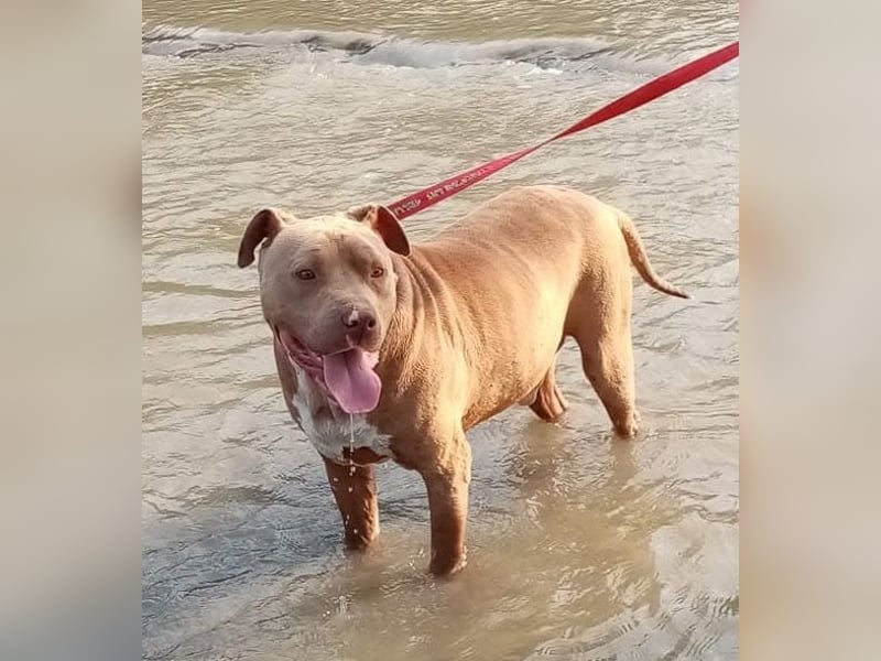 Bruno - menschenbezogen und neugierig